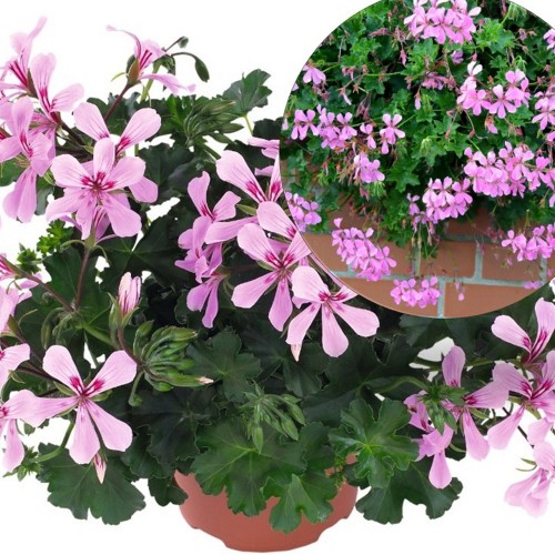 Pelargonium 'Grand Idols® Pink' - Pelargoon 'Grand Idols® Pink' P9/0,55L